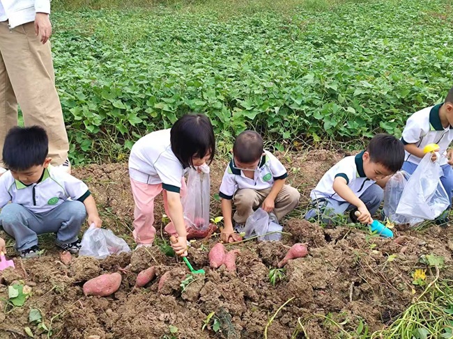甘薯研学2.jpg